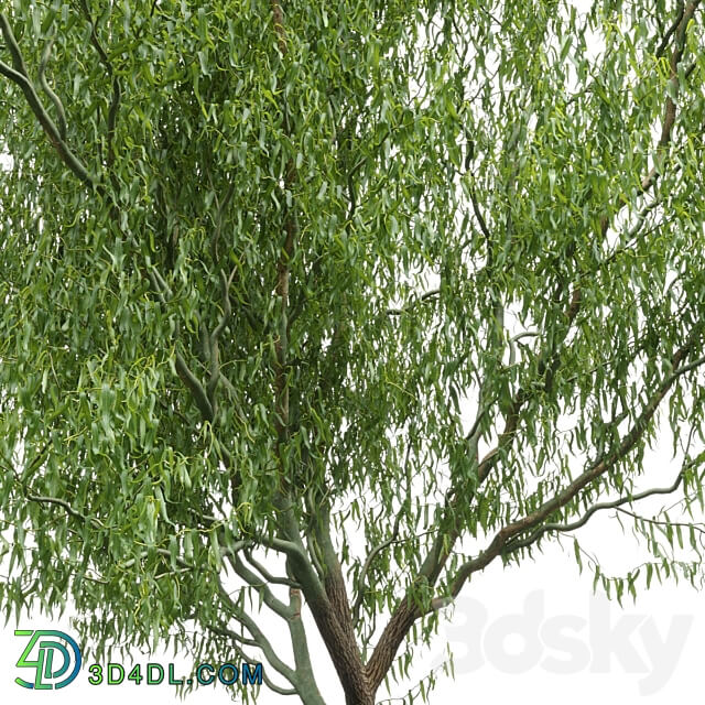 Willow Salix matsudana 1