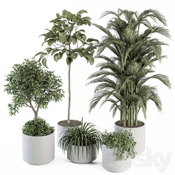 indoor Plant Set 257 Plant Set in pot 