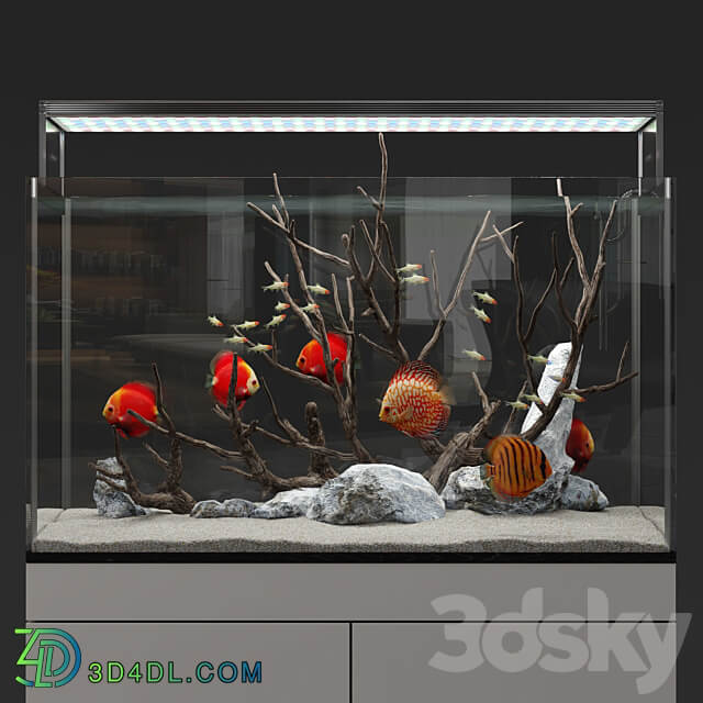 Aquarium discus fish