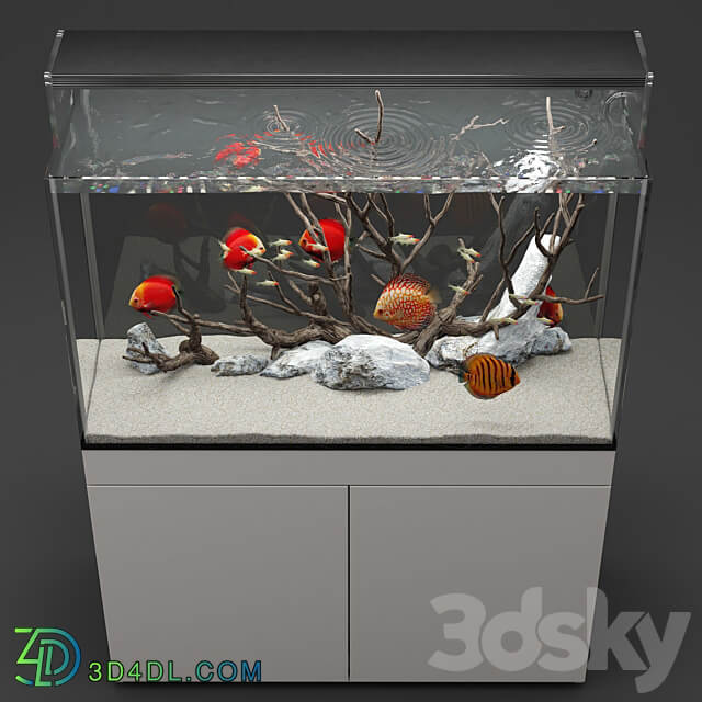 Aquarium discus fish