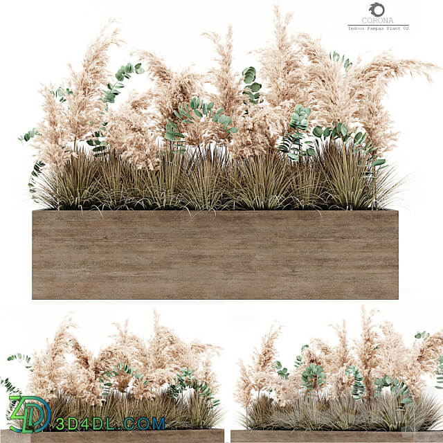 Indoor Pampas Plant 02