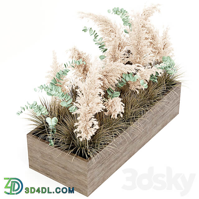 Indoor Pampas Plant 02