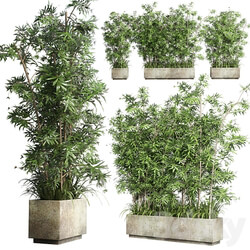 Collection Outdoor plant 49 concrete dirt old vase bax pot tree fern bamboo 