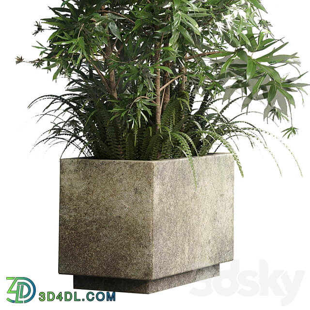 Collection Outdoor plant 49 concrete dirt old vase bax pot tree fern bamboo