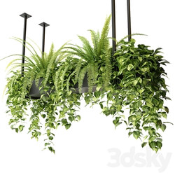 Indoor plants in a hanging rectangular planter 