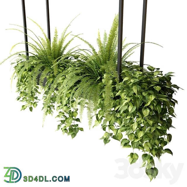 Indoor plants in a hanging rectangular planter
