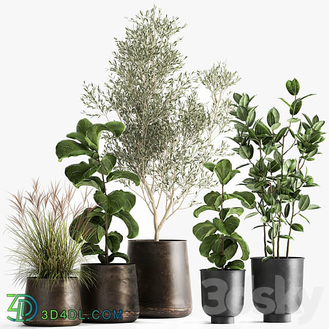 Plant collection 1029. Oliva ficus tree flowerpot bush metal rust outdoor interior small tree ficus Lyrata 3D Models