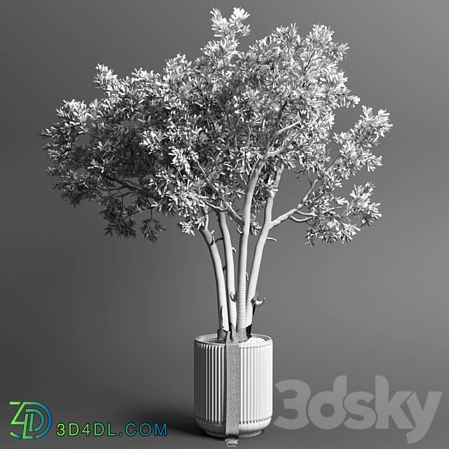 Indoor outdoor plant 111 pot friendship love tree concrete vase