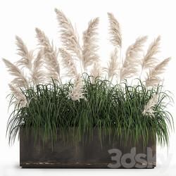 Plant collection 1033. White pampas grass flowerpot landscaping rust metal 3D Models 