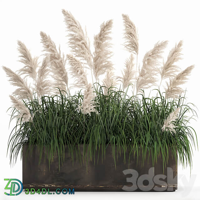 Plant collection 1033. White pampas grass flowerpot landscaping rust metal 3D Models