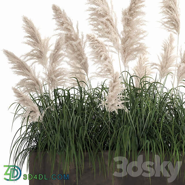 Plant collection 1033. White pampas grass flowerpot landscaping rust metal 3D Models