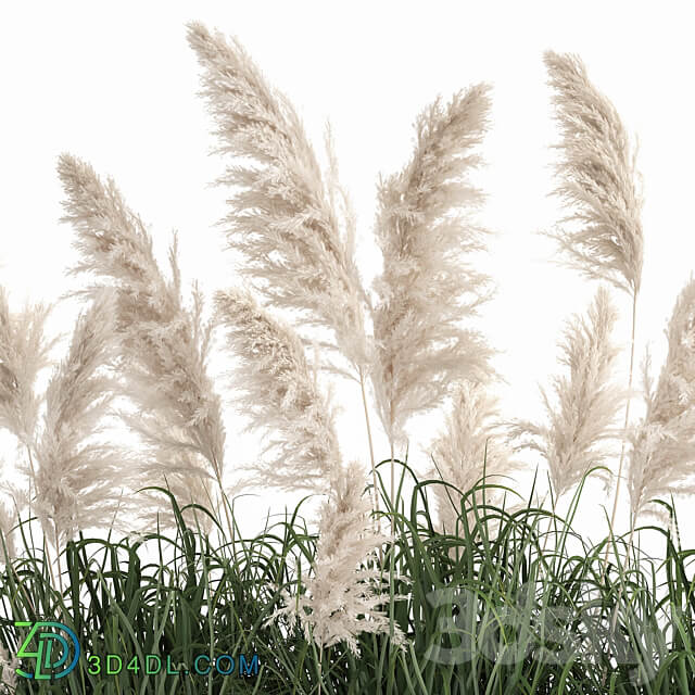 Plant collection 1033. White pampas grass flowerpot landscaping rust metal 3D Models