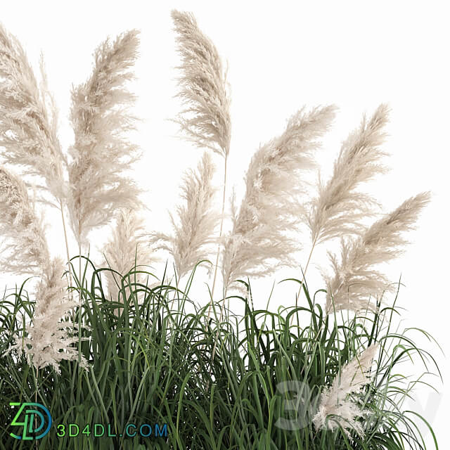 Plant collection 1033. White pampas grass flowerpot landscaping rust metal 3D Models