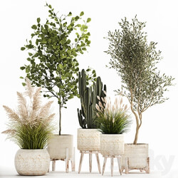 Plant collection 1035. White basket pampas grass tree olive cactus landscape design small tree Cereus Trichocereus hazel hazel linden landscape design interior 3D Models 