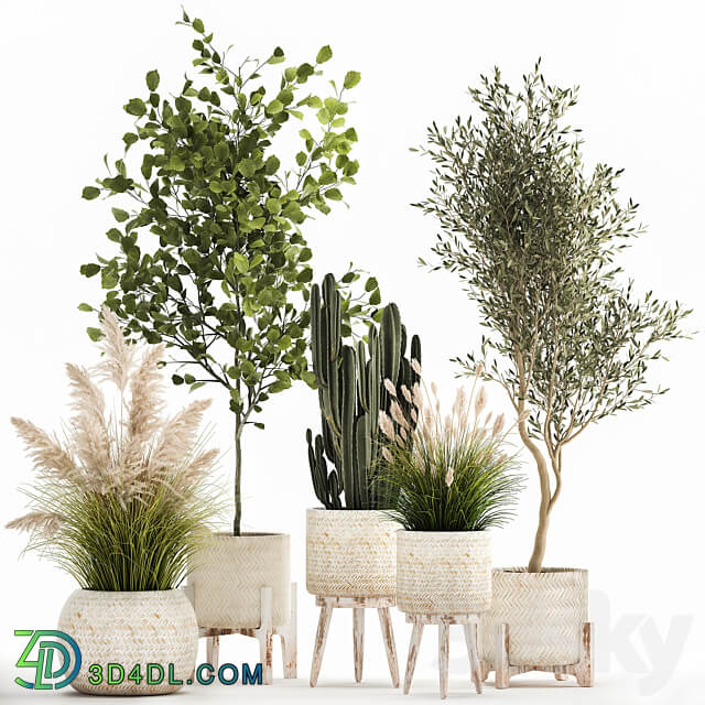 Plant collection 1035. White basket pampas grass tree olive cactus landscape design small tree Cereus Trichocereus hazel hazel linden landscape design interior 3D Models