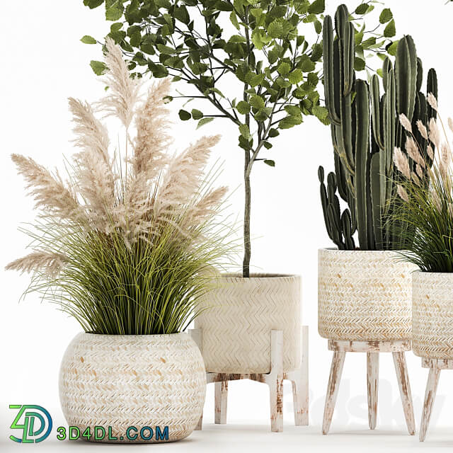 Plant collection 1035. White basket pampas grass tree olive cactus landscape design small tree Cereus Trichocereus hazel hazel linden landscape design interior 3D Models