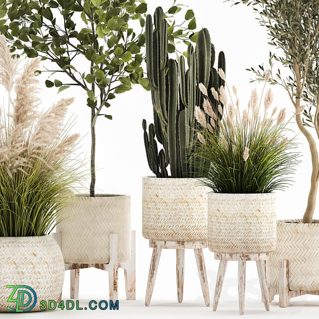 Plant collection 1035. White basket pampas grass tree olive cactus landscape design small tree Cereus Trichocereus hazel hazel linden landscape design interior 3D Models