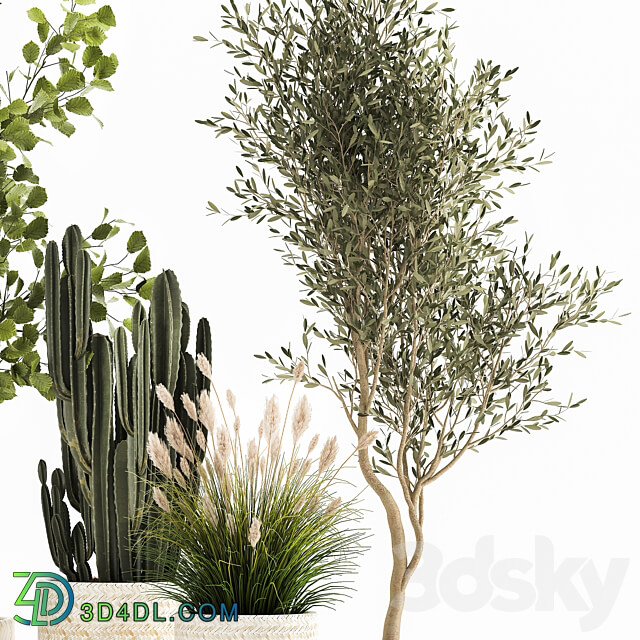 Plant collection 1035. White basket pampas grass tree olive cactus landscape design small tree Cereus Trichocereus hazel hazel linden landscape design interior 3D Models