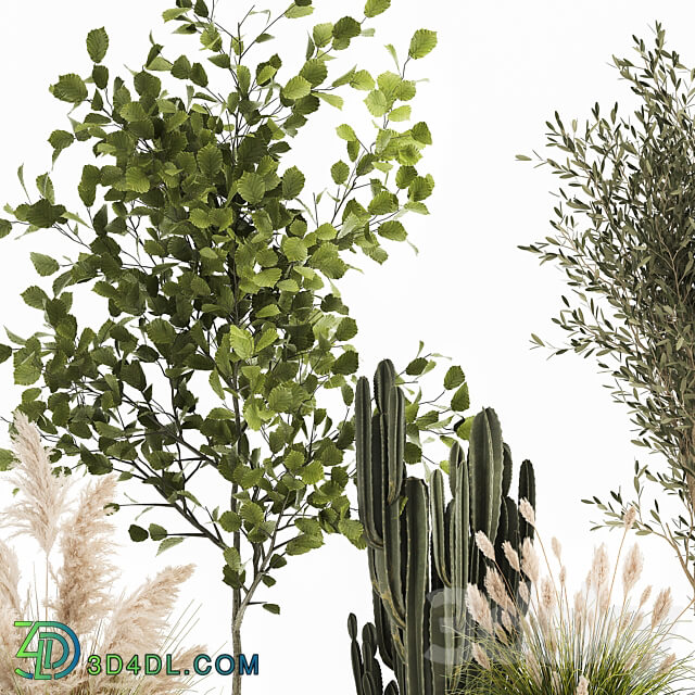 Plant collection 1035. White basket pampas grass tree olive cactus landscape design small tree Cereus Trichocereus hazel hazel linden landscape design interior 3D Models