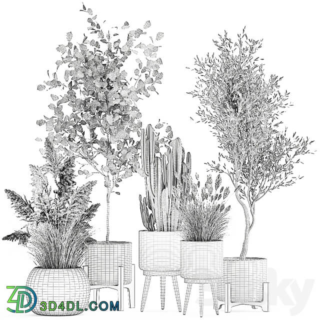 Plant collection 1035. White basket pampas grass tree olive cactus landscape design small tree Cereus Trichocereus hazel hazel linden landscape design interior 3D Models