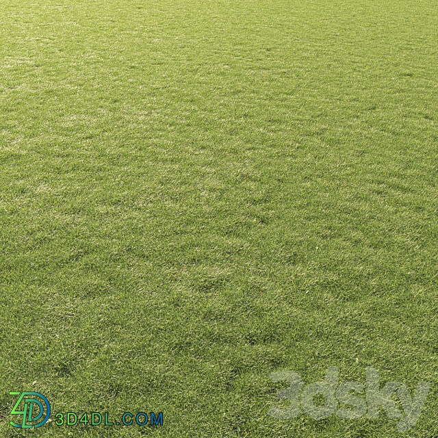 Lawn Grass 01