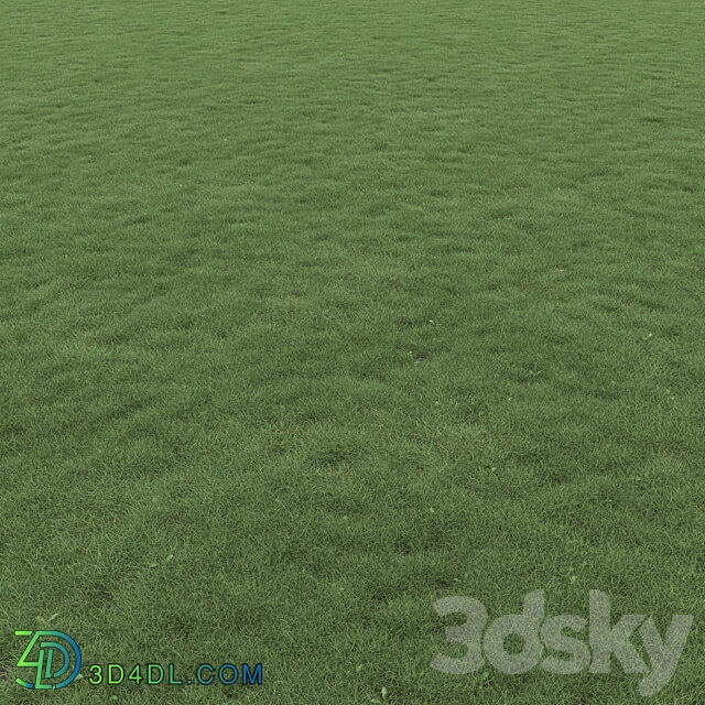 Lawn Grass 01