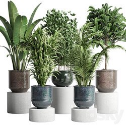 collection Indoor plant 115 metal dirt old vase handmade pot plant ravenala ficus rubbery palm 