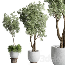 Collection Outdoor Indoor plant 52 concrete dirt vase pot tree 