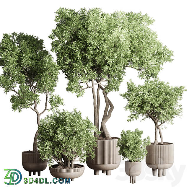 Collection Indoor Outdoor plant 118 vase concrete pot tree corona