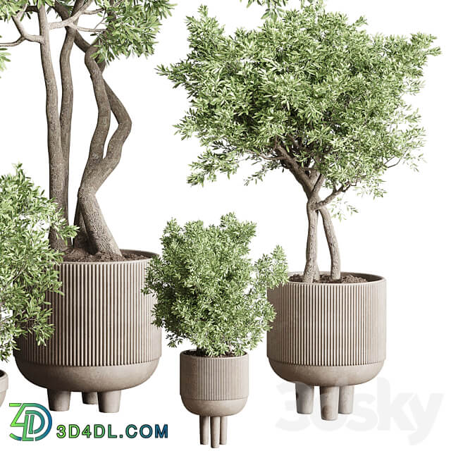 Collection Indoor Outdoor plant 118 vase concrete pot tree corona