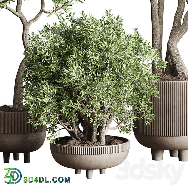 Collection Indoor Outdoor plant 118 vase concrete pot tree corona