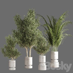 indoor plant set 14 3D Models 
