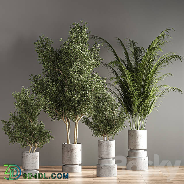 indoor plant set 14 3D Models