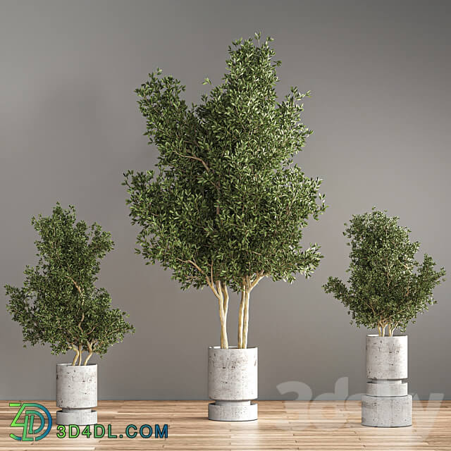 indoor plant set 14 3D Models