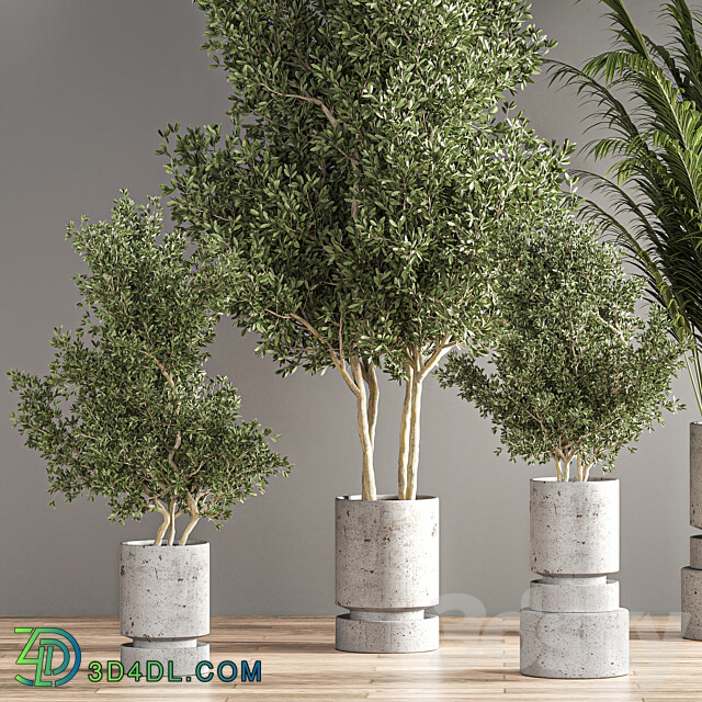 indoor plant set 14 3D Models