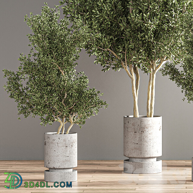 indoor plant set 14 3D Models