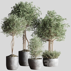 Indoor Plant Set12 3D Models 