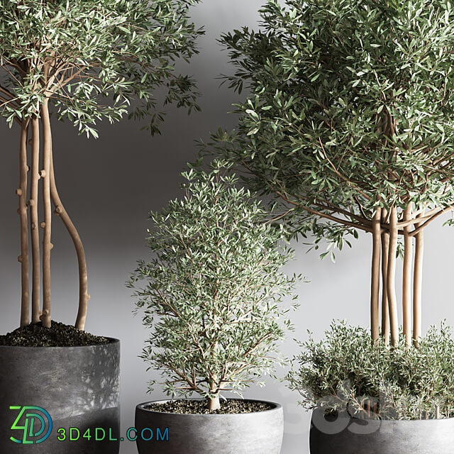 Indoor Plant Set12 3D Models