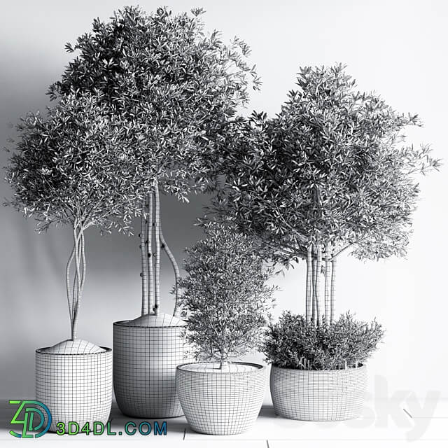Indoor Plant Set12 3D Models