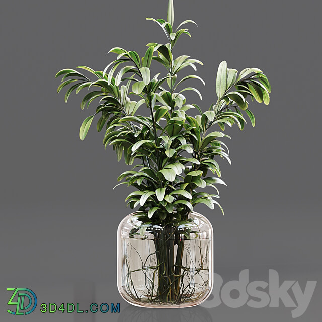 Collaction Indoor Plants 05 3D Models 3DSKY