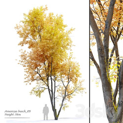 Autumn American beech 3D Models 