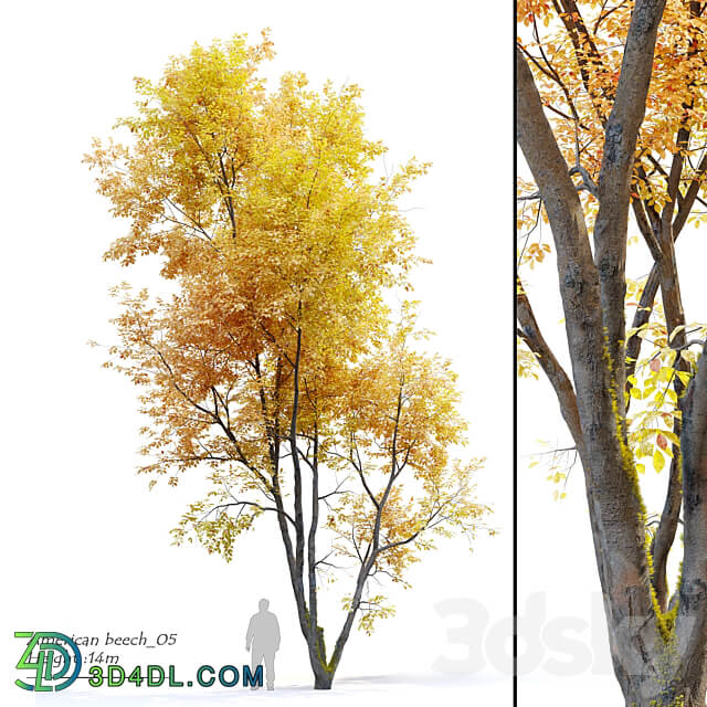 Autumn American beech 3D Models