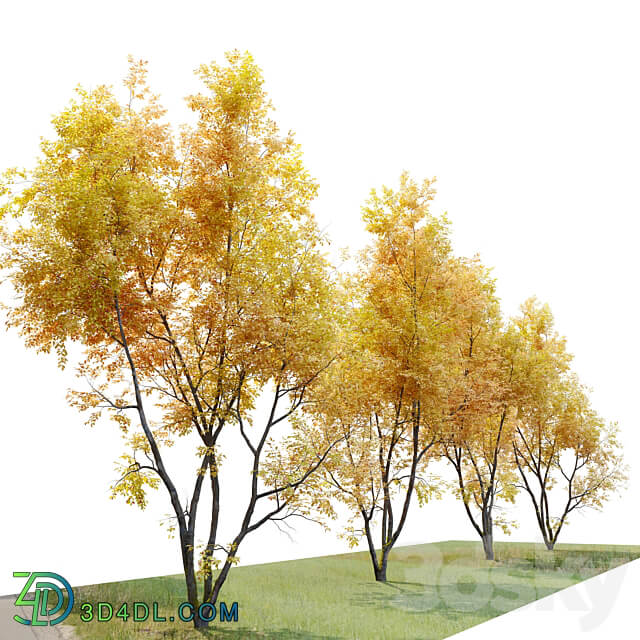 Autumn American beech 3D Models