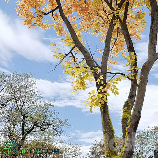 Autumn American beech 3D Models