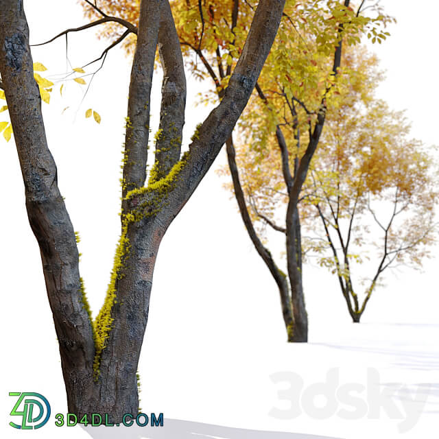 Autumn American beech 3D Models