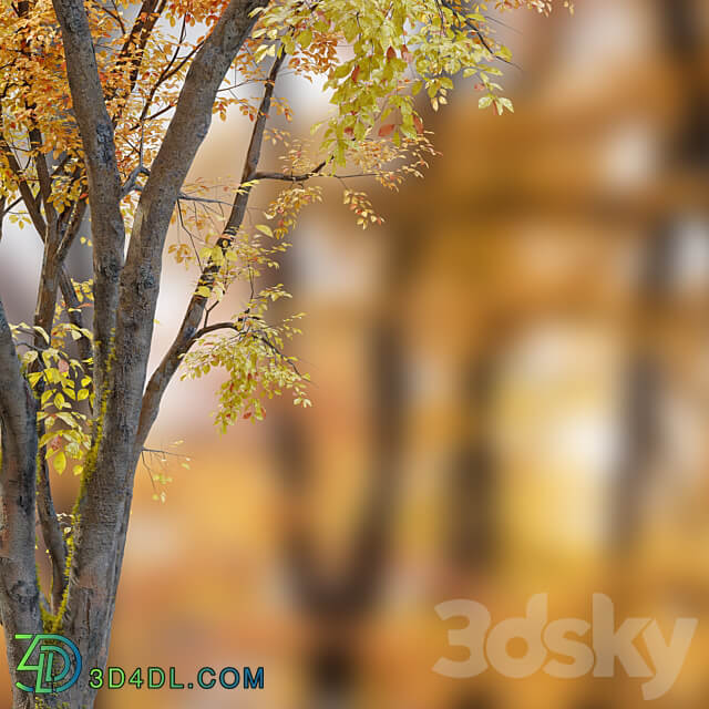 Autumn American beech 3D Models