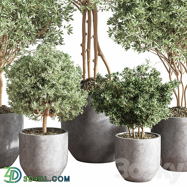 Indoor Plant Set13 Corona 3D Models 3DSKY