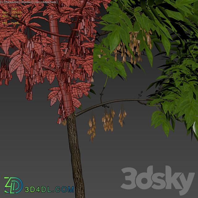 Ash Fraxinus 5 3D Models 3DSKY
