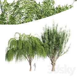 2tree Pollard willow Weeping willow 3D Models 3DSKY 