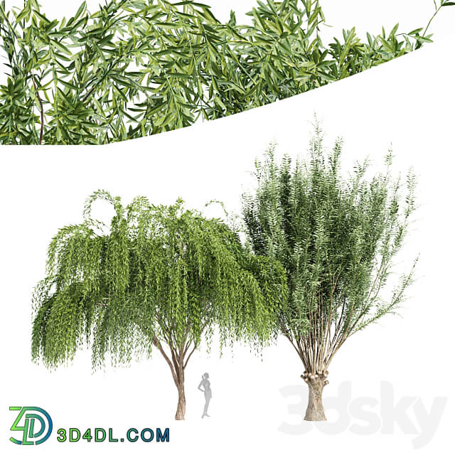 2tree Pollard willow Weeping willow 3D Models 3DSKY